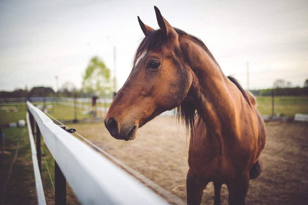 En häst och ett staket