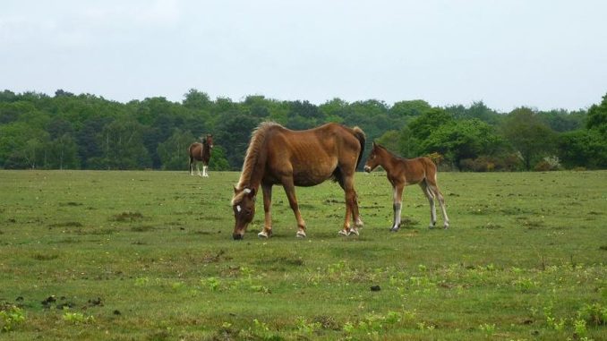 resized_horse_relaxing_1