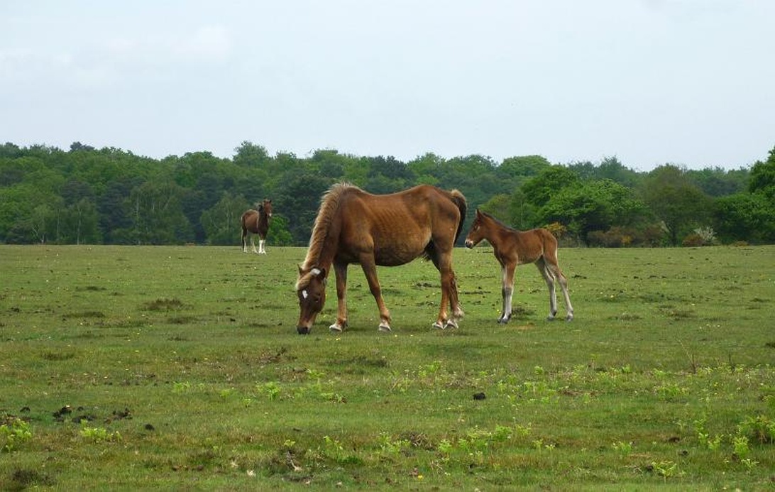 En kastanjefärgad märr betar fridfullt på en grön äng medan hennes föl står i närheten. Ytterligare en häst syns i fjärran. Hästarna befinner sig i en naturlig betesmiljö med träd i bakgrunden, vilket skapar en rofylld pastoral scen.